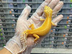 M-19 | BELL REVERSE STRIPE - JANTAN