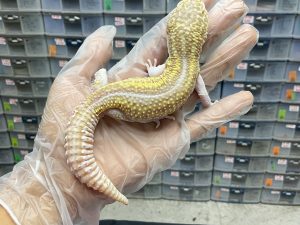 M-35 | ULAT BAMBU - JANTAN