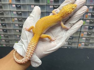 F-79 | RADAR - BETINA OVUL