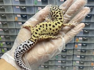 M-59 | MACKSNOW LINE BOLD STRIPE H. TREMPER - JANTAN