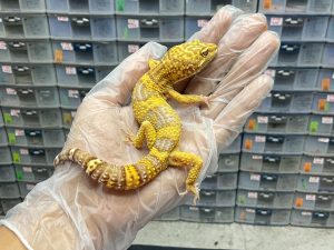 M-38 | TREMPER LAVENDER LINE BLACKNIGHT - JANTAN