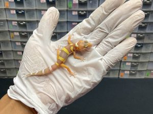 B-55 | MACKSNOW TREMPER H. RAPTOR - INC. JANTAN