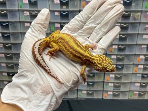 F-123 | TREMPER BOLD STRIPE TEMBUS - BETINA OVUL