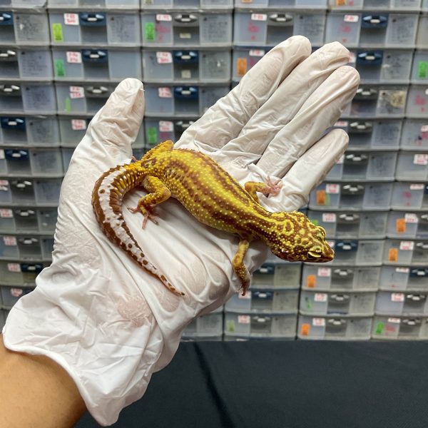 F-123 | TREMPER BOLD STRIPE TEMBUS - BETINA OVUL