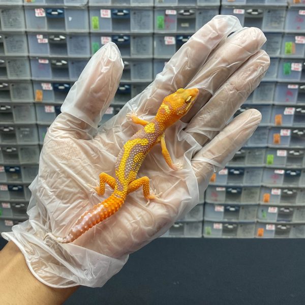 J-27 | TREMPER JUNGLE - JANTAN
