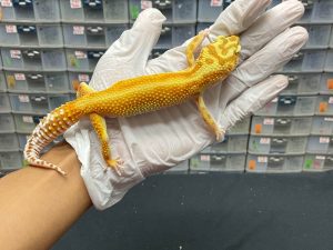 F-174 | APTOR RED STRIPE - BETINA