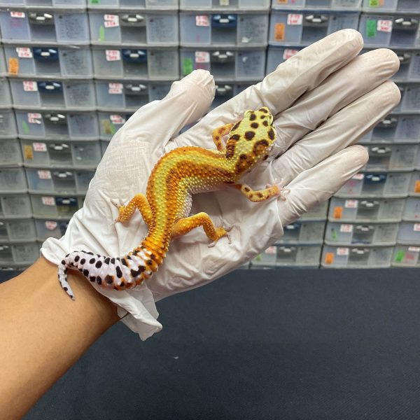 J-81 | EMERINE RED STRIPE H. TREMPER - BETINA