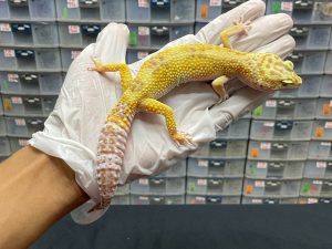 F-102 | TREMPER SUNSPOT PH. ECLIPSE - BETINA OVUL