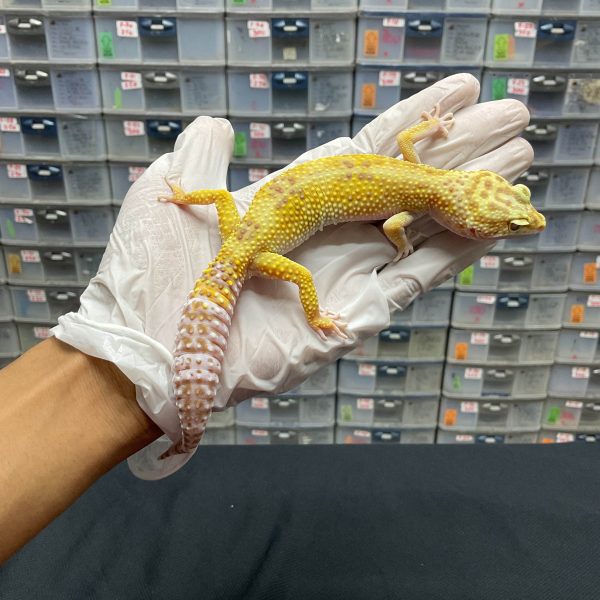 F-102 | TREMPER SUNSPOT PH. ECLIPSE - BETINA OVUL