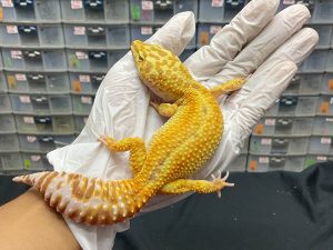 F-162 | APTOR - BETINA OVUL