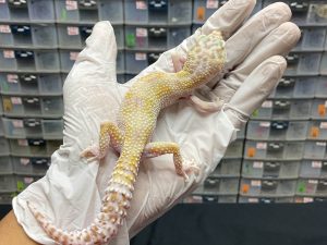 F-92 | MACKSNOW TREMPER POSSIBLE WHITE N YELLOW H. RAPTOR - BETINA