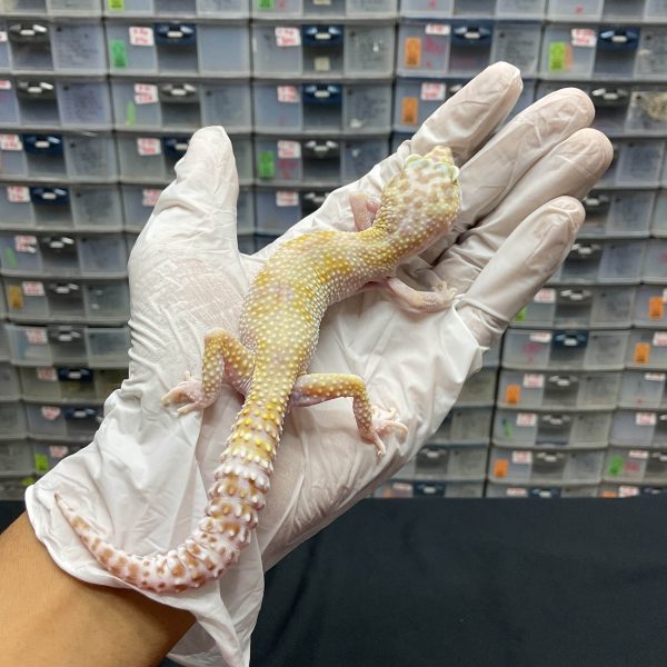 F-92 | MACKSNOW TREMPER POSSIBLE WHITE N YELLOW H. RAPTOR - BETINA