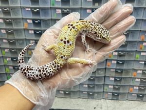 M-44 | SNOW LINE TUG - JANTAN