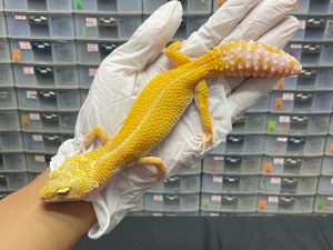 F-5 | APTOR LINE SUNGLOW - BETINA OVUL