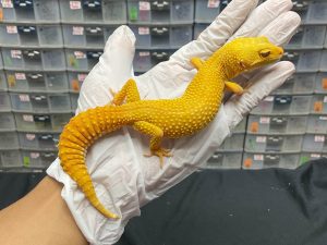 F-163 | SUNGLOW - BETINA