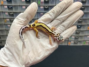 B-85 | BOLD STRIPE LINE BANDIT PH. TREMPER - INC. JANTAN