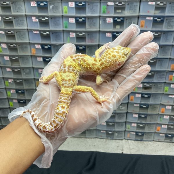 M-73 | MACKSNOW TREMPER - JANTAN