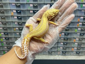 M-3 | BELL BOLD STRIPE - JANTAN