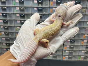 F-108 | BANANA BLIZZARD PARADOX SPOT H. DIABLO BLANCO - BETINA OVUL