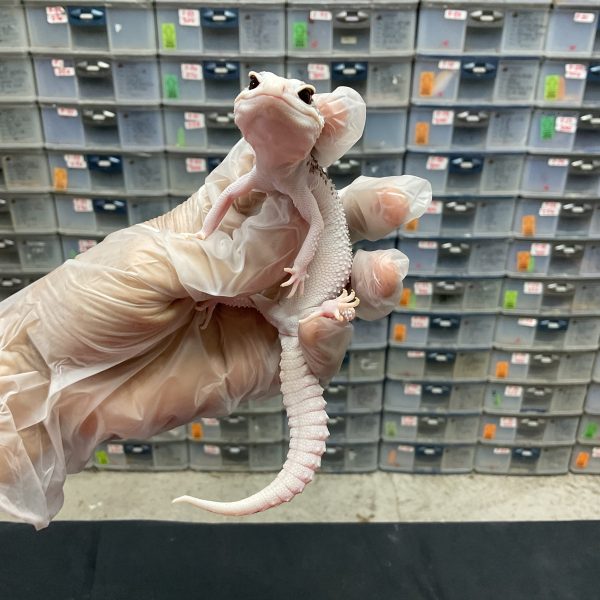 P-2 | PIED - BETINA - Image 2