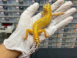 F-91 | EMERINE RED STRIPE H. TREMPER - BETINA OVUL