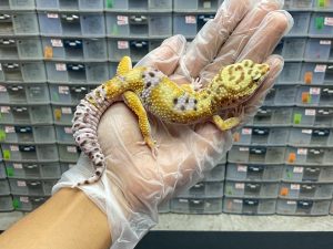M-1 | HYPO EMERINE HET. TREMPER PH. ECLIPSE - JANTAN