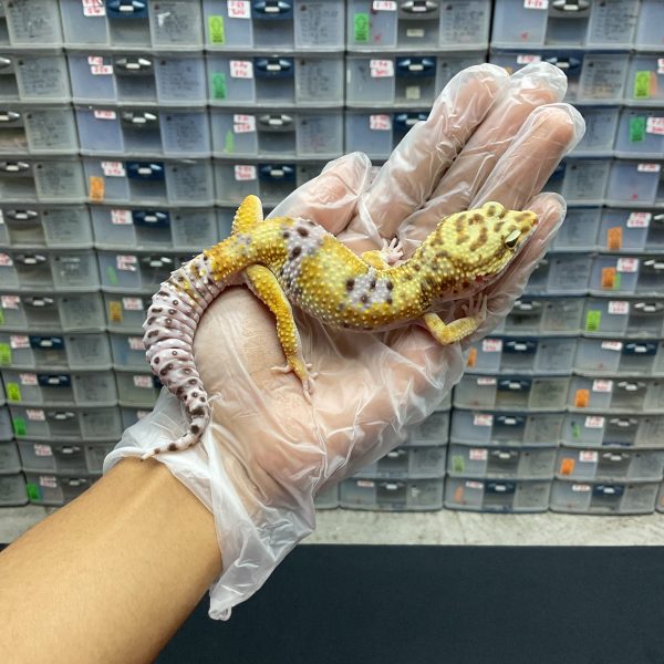M-1 | HYPO EMERINE HET. TREMPER PH. ECLIPSE - JANTAN