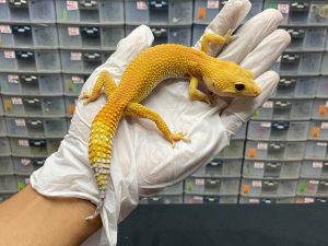 F-97 | SHTCTB LINE TOMATO H. TREMPER - BETINA