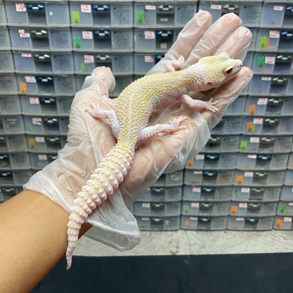 P-12 | PIED ALBINO - BETINA