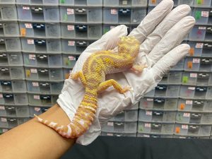 F-13 | TREMPER JUNGLE - BETINA