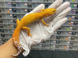 F-11 | NEMO REVERSE - BETINA