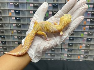 F-12 | MACKSNOW RAPTOR POSSIBLE WHITE N YELLOW - BETINA OVUL