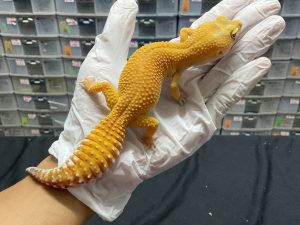 F-142 | SHTCTB GIANT H. TREMPER - BETINA