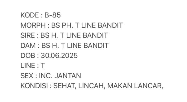 B-85 | BOLD STRIPE LINE BANDIT PH. TREMPER - INC. JANTAN - Image 3