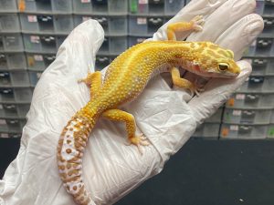 F-43 | TREMPER BOLD STRIPE - BETINA OVUL