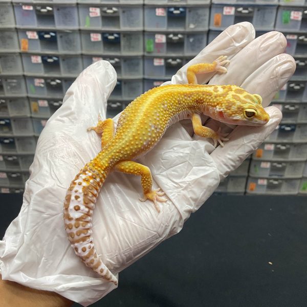 F-43 | TREMPER BOLD STRIPE - BETINA OVUL
