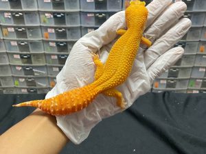 F-146 | SUNGLOW GIANT - BETINA OVUL