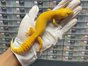 F-113 | SUNGLOW - BETINA