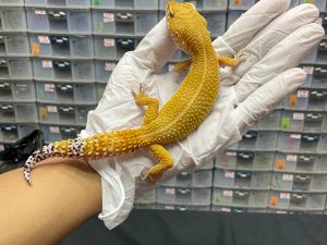 F-9 | SHTCT - BETINA