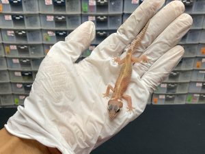 B-52 | MACKSNOW RAPTOR - INC. BETINA