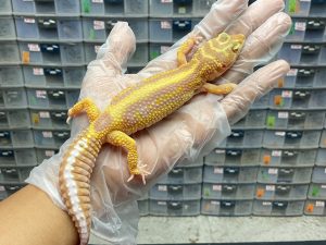 P-11 | TREMPER BOLD STRIPE - BETINA OVUL