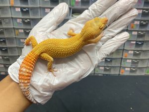 F-57 | SUNGLOW - BETINA OVUL