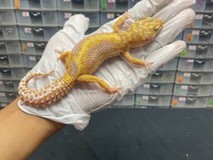 F-50 | TREMPER BOLD STRIPE - BETINA OVUL