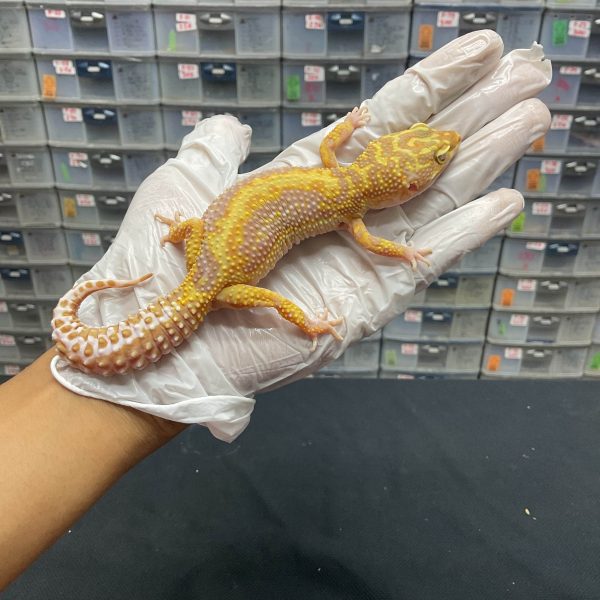 F-50 | TREMPER BOLD STRIPE - BETINA OVUL