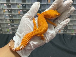 F-156 | SHTCTB TOMATO - BETINA