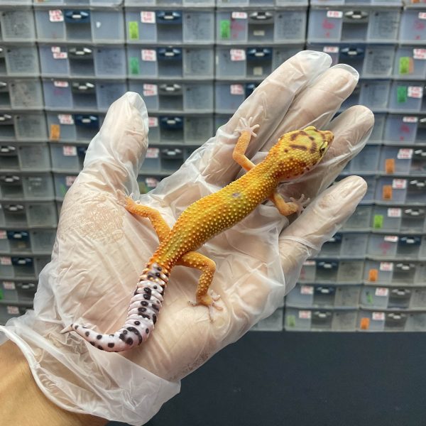 J-42 | JUNGLE TANGERINE PH. TREMPER - BETINA