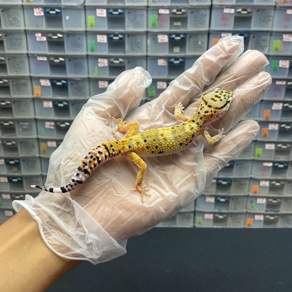 J-17 | HYPO TANGERINE PH. TREMPER - BETINA