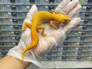 P-10 | SUNGLOW - BETINA