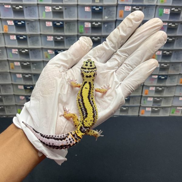 J-91 | BOLD STRIPE PH. TREMPER - BETINA