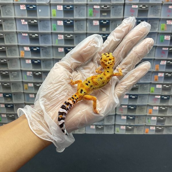 J-7 | JUNGLE TANGERINE LPH. TREMPER - JANTAN